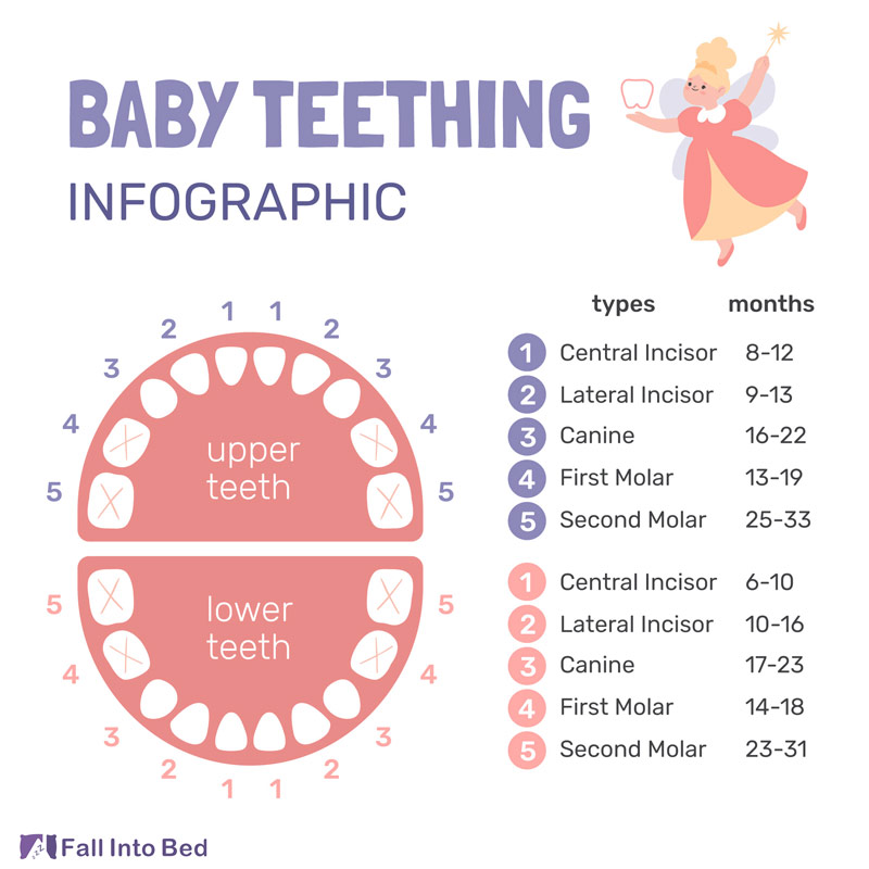 teething timeline