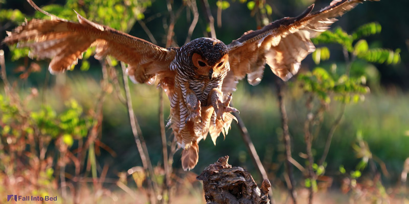 seeing an owl attacking in dream