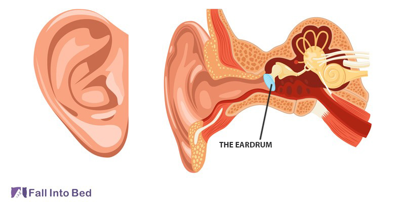 eardrum anatomy