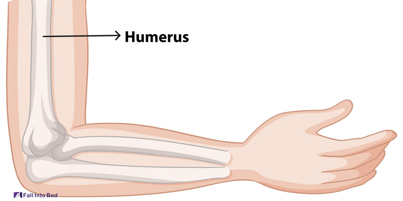 humerus